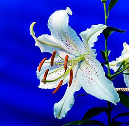 百合,開(kāi)花,花
