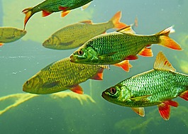 rotfeder,karpfenfisch,大型水族館