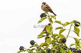 鳥(niǎo),性質(zhì),動(dòng)物