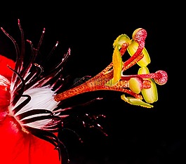 激情花,花,開花