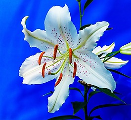 百合,開花,花