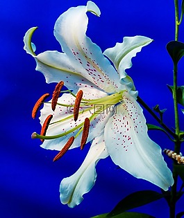 百合,開花,花