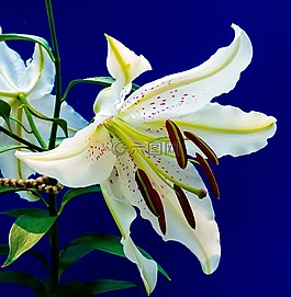 百合,開花,花