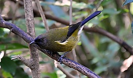 貝爾鳥,鳥,來，