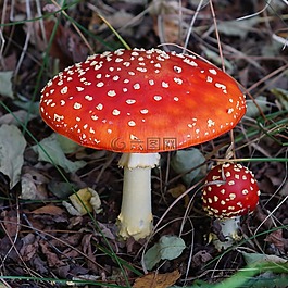 蘑菇,秋季,林