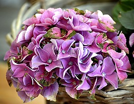 八仙花,開花,廠