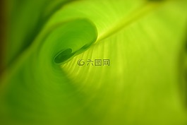 葉,綠色,成長