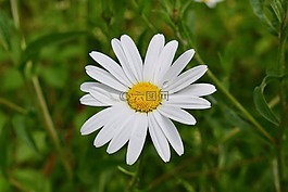 雛菊,夏天,白