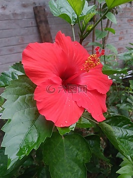 槿,紅色,花