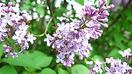 丁香,花卉,性質(zhì)
