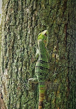 蜥蜴,綠色,爬行動物