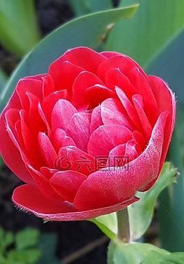 ?？?開花,花