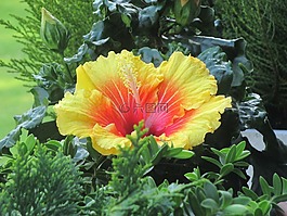 芙蓉,花,開花