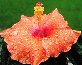 芙蓉,橙,花
