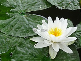 水百合,花,母馬