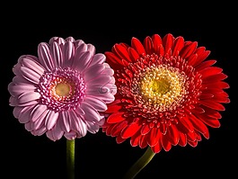 花,廠,性質(zhì)