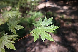 葉,楓,植物
