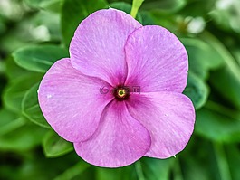 花,粉紅色,自然