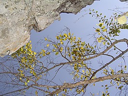 樹枝,樹,溶膠