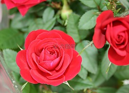 玫瑰,開花,鮮花