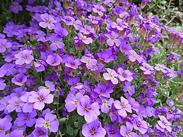 藍(lán)色的枕頭,花,春天