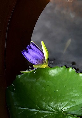 沖繩,睡蓮,魚缸