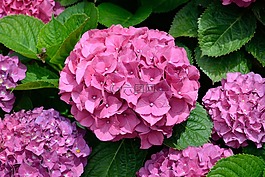 紫色花,鮮花,花園