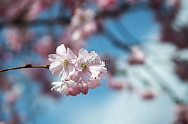 櫻花,原始圖像,觀賞櫻花