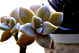 花卉,多肉植物,植物