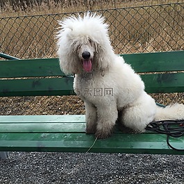狗,獅子狗,臟
