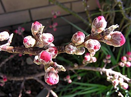 開花,桃,芽
