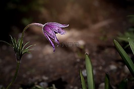 ?？?花園,紫