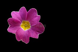 花,開花,報(bào)春花
