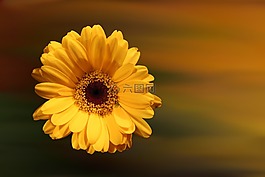 花,開花,非洲菊