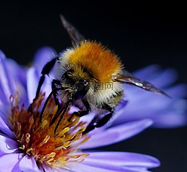 蜜蜂,bug,性質(zhì)