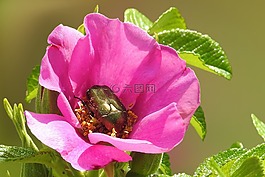 花,開花,野生玫瑰