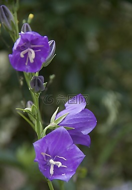 花,花園,紫