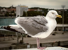 海鷗,鳥,端口