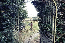 后院,花園,葡萄藤