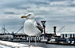 海鷗,鳥,性質(zhì)
