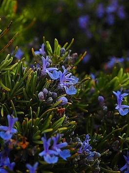 迷迭香,鮮花,藍(lán)色