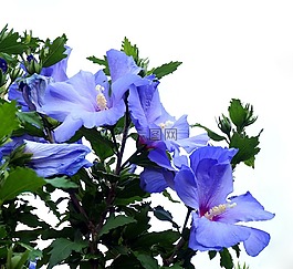 花,藍(lán)色,廠