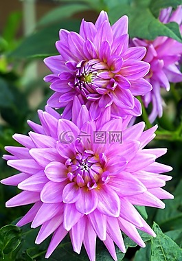 花,紫,性質