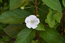 白花,綠色,性質(zhì)