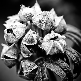 八仙花,花,花園