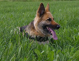 狗,德國牧羊犬,休息
