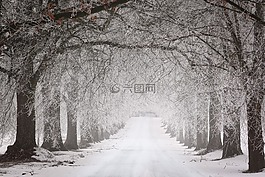 冬天,雪,樹
