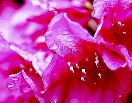 粉紅色,花,滴