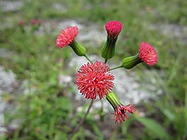 花,背景,鮮花