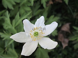 木海葵,春天,海葵